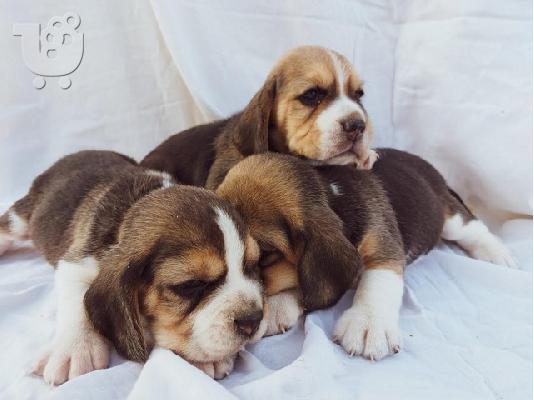 Beagle